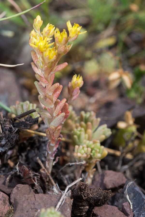 Sedum annuum / Borracina annua